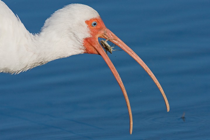 Schneesichler Eudocimus albus White Ibis